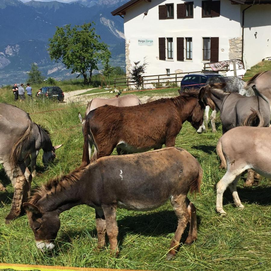 아르코 Trentino In Malga: Malga Zanga 게스트하우스 외부 사진